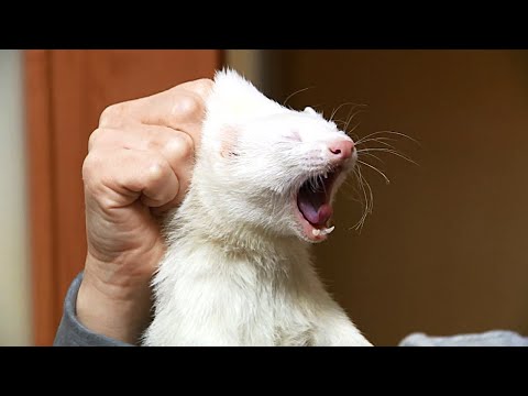 Video: Why You Can't Kiss Cats: Reasons For The Ban