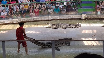 Crocodile circus performance in Thailand - xiếc cá sấu ở Thái Lan