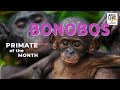 BONOBOS: Primate of the Month
