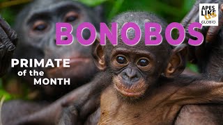 BONOBOS: Primate of the Month by Apes Like Us 21,906 views 3 years ago 3 minutes, 9 seconds
