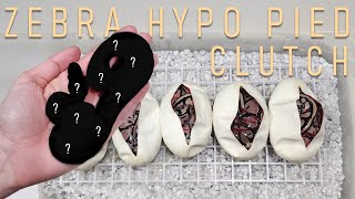 Awesome Zebra Hypo Pied Ball Python Clutch