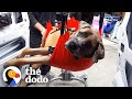 160-Pound Dog Wasn't Supposed To Walk Again | The Dodo Faith = Restored