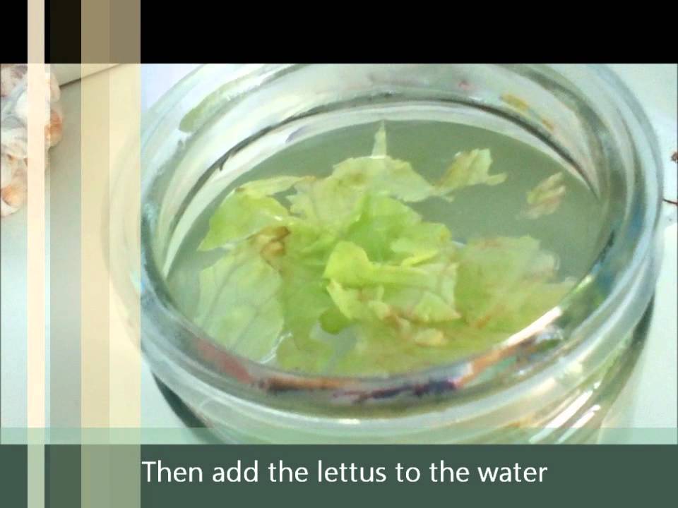 diy betta food