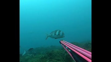 𝘋𝘰𝘯 𝘚𝘰𝘭𝘰𝘮𝘰𝘯  Pathos𝘓𝘈𝘚𝘌𝘙 𝘊𝘢𝘳𝘣𝘰𝘯 𝘙𝘰𝘭𝘭𝘦𝘳 100