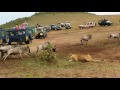 Video: Hungry lions attack the wildebeest between touring cars