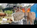 LA VERDAD SOBRE EL CABALLO ASESINO! 😱🐴 ¿Es realmente un peligro o solo un rumor pesca #pesca #virar 