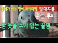 엄마이름 닳겠다 똘이야~[연구대상똘이]