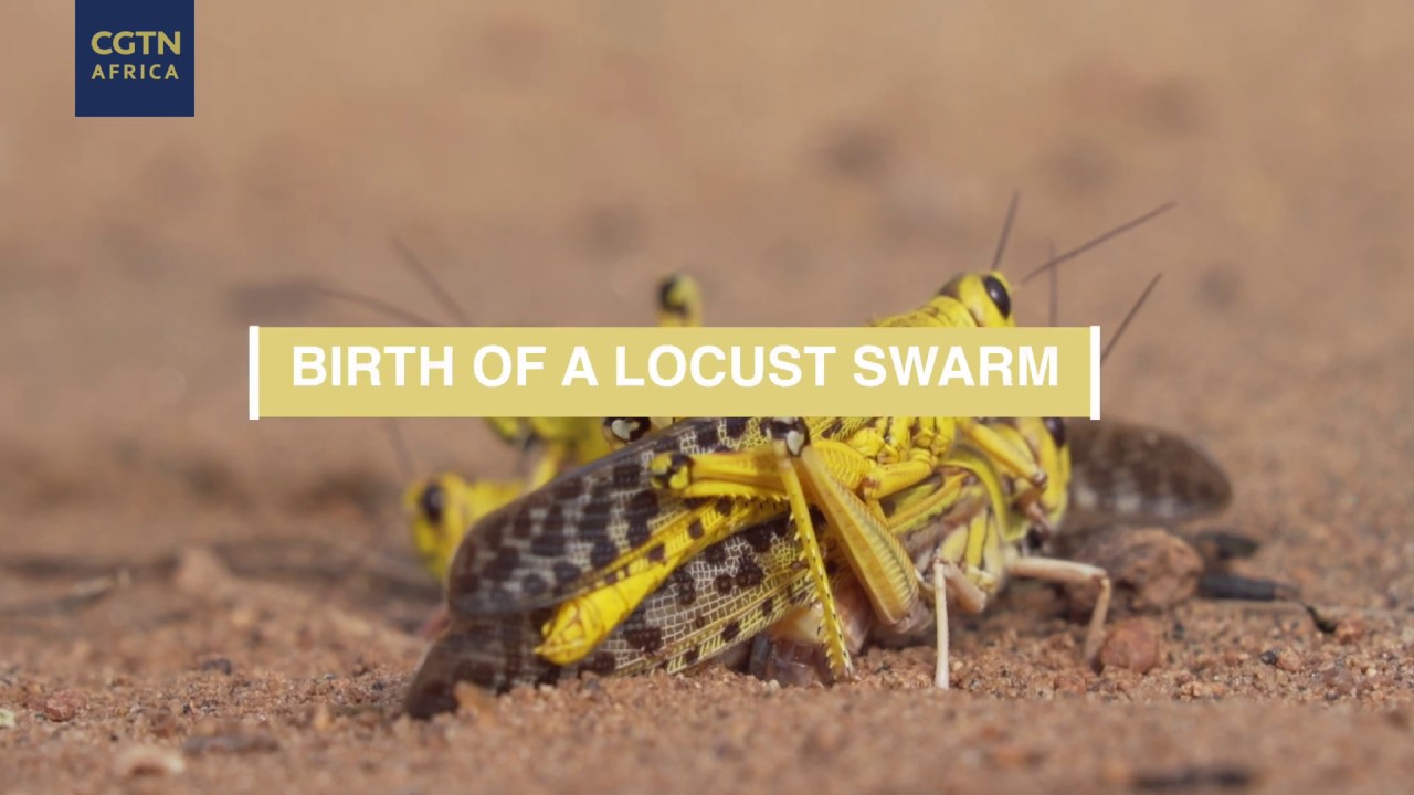 ⁣The making of a desert locust swarm