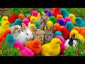 Tangkap Ayam Lucu, Ayam Warna Warni, Ayam Rainbow Gokil, Kelinci, Kucing Lucu, Bebek, Hewan Lucu