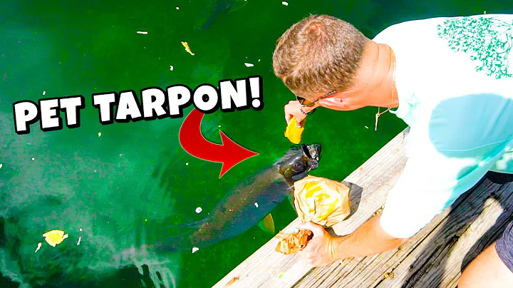 FEEDING MY WILD PET TARPON TACOS?!  (Epic Pond Fee...