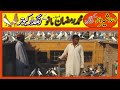 Rangeen kabootar  rangeen pigeon  rang daar kabotar  rangdaar pigeon  shirazi  pigeon shokeen