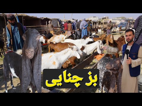گزارش حیات الله از نرخ جدید بزهای اسماری چنایی در مال بازار مزارشریف وچلنج عیسی خان به چوپان کابلی