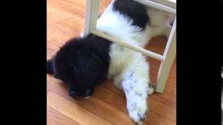 Puppy grows too big for favorite hiding place