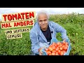 So hast du tomaten noch nie angebaut maisbeulenbrand gartenrundgang und gartentipps