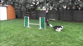 Dog Agility Back Side Jump Handling Combinations  SloMo