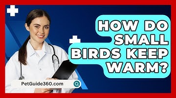 How Do Small Birds Keep Warm? - PetGuide360.com