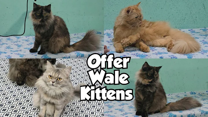 Video 11878031: home breed persian kittens, pure persian cat, quality persian cat, cat farm