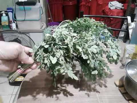 V#32 What is the Benefits of Moringa ..Malunggay.