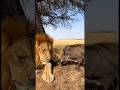 A Lion Wakes Up… and Something Unexpected Happens ライオンが目を開けた瞬間、まさかの展開が…