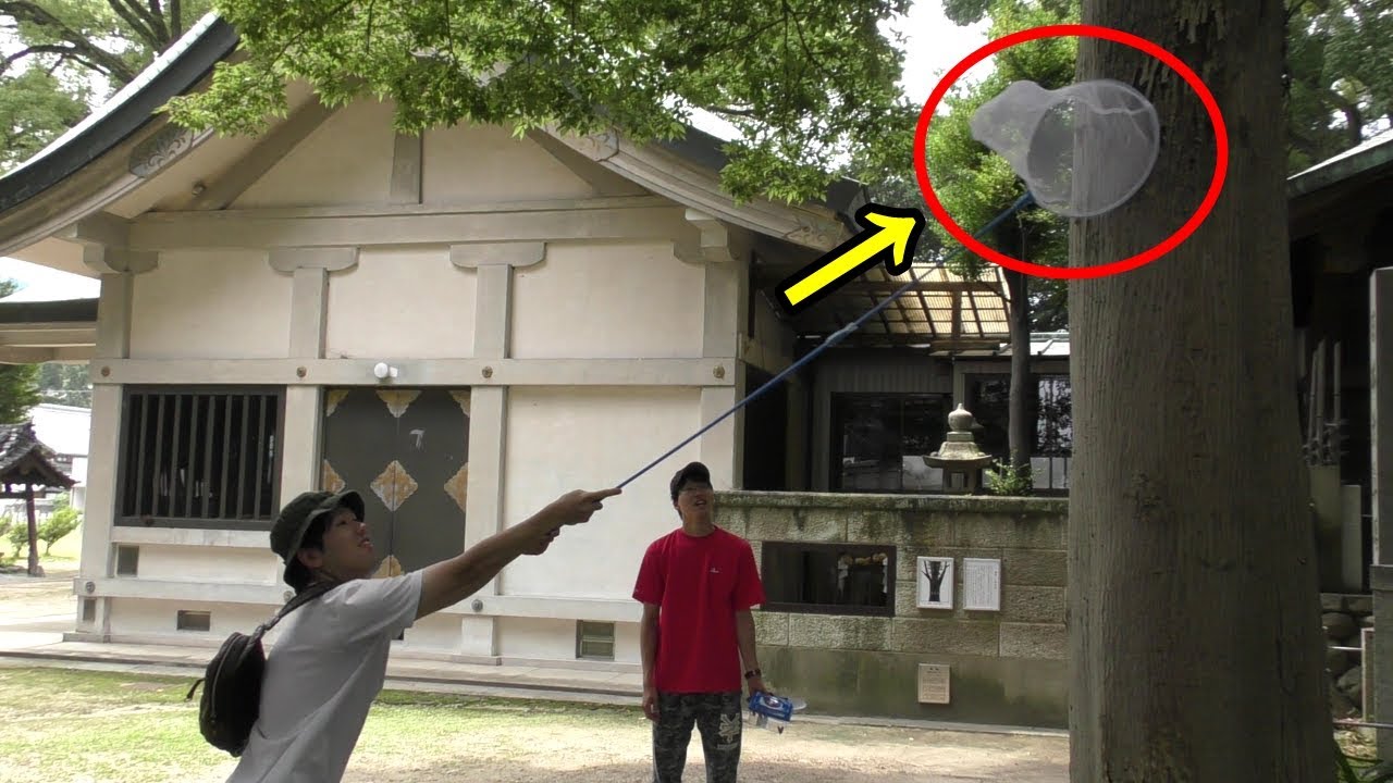 夏休み セミ取りに出掛けたら大量発生してた 138本目 Youtube