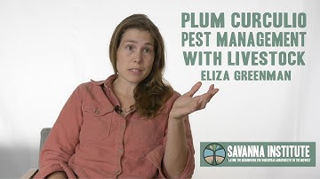 Plum Curculio Pest Management with Livestock in Orchards | Eliza Greenman