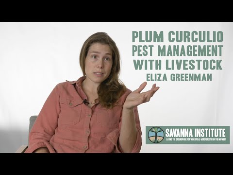 Video: Plum Curculio Control: Treating Plomme Curculio On Trees