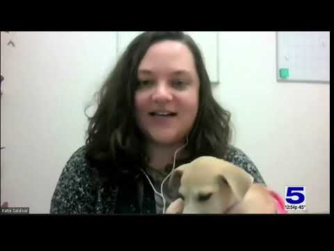 Videó: A héten elfogadható kutya - Huck