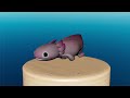 Axolotl Swim