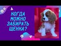 Когда можно забирать щенка у заводчика