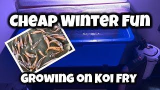 WILL THEY GROW? Koi Fry - Cheap winter Fun!  Small grow on project!! Give it a go!!