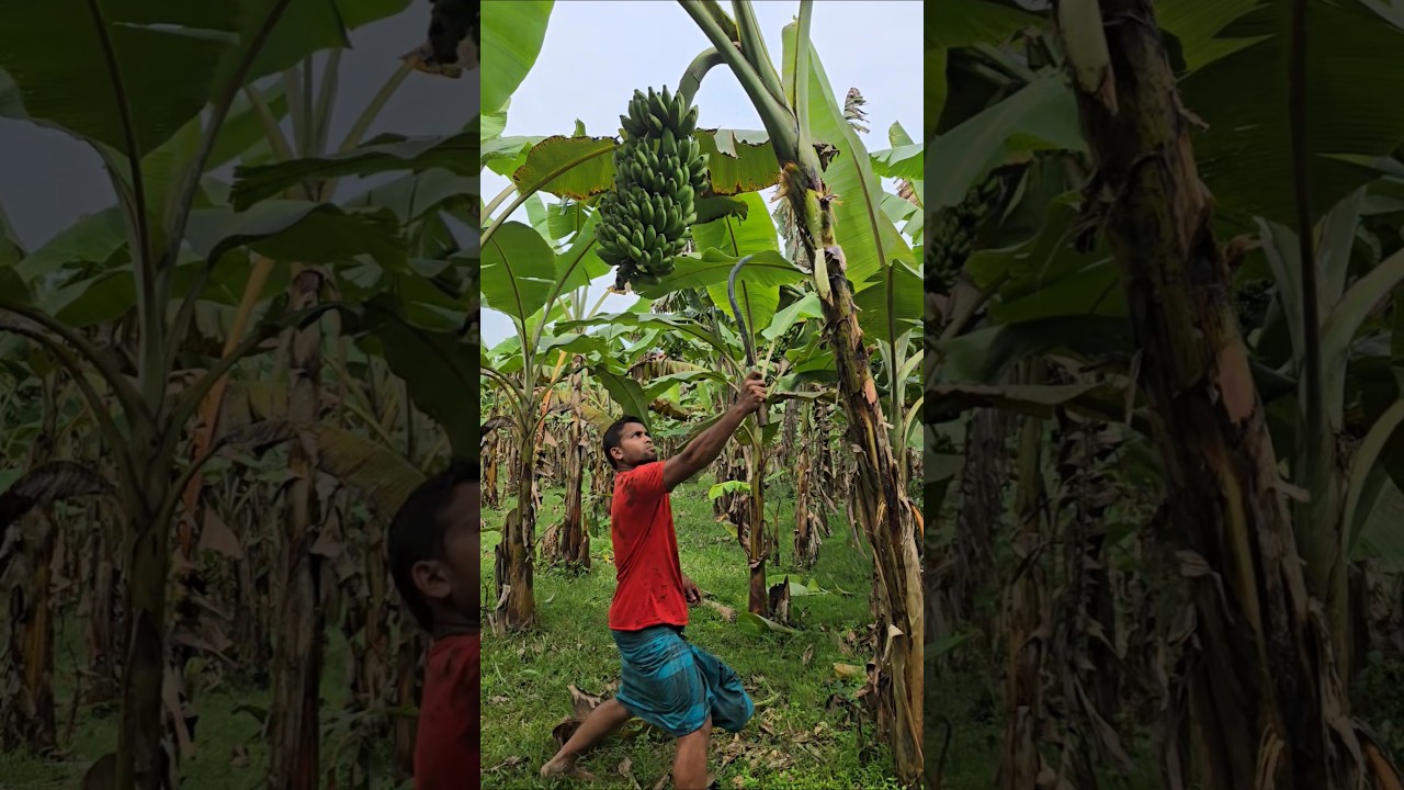 How to harvesting are banana🍌😱Ep-2445 