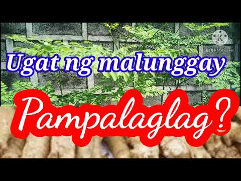 Video: Paano Bigyan Ang Mga Bata Ng Ugat Ng Licorice
