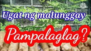 Ugat ng Malunggay,Pampalaglag?