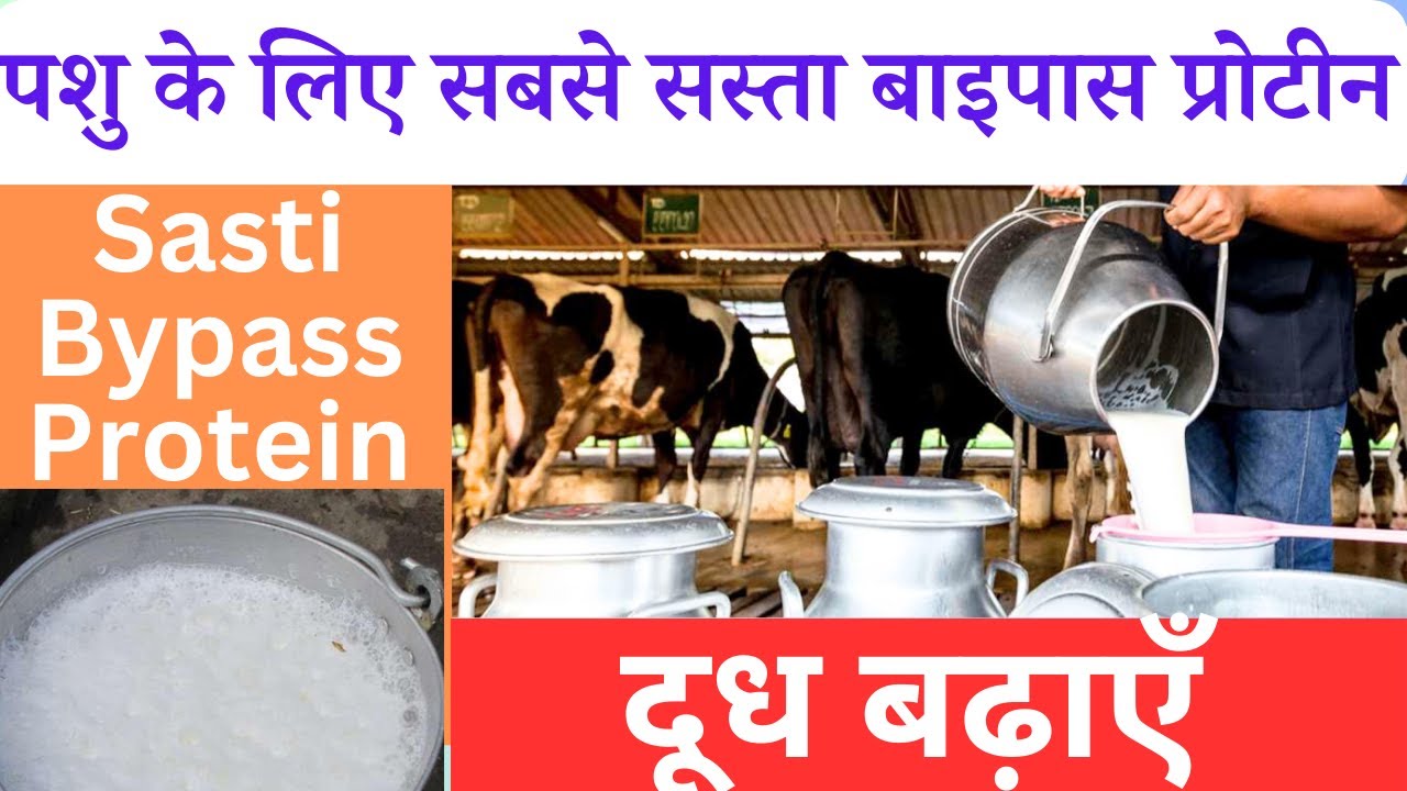 पशु के लिए सबसे सस्ता बाइपास प्रोटीन | Cheapest Bypass protein for milk @drcharandeep