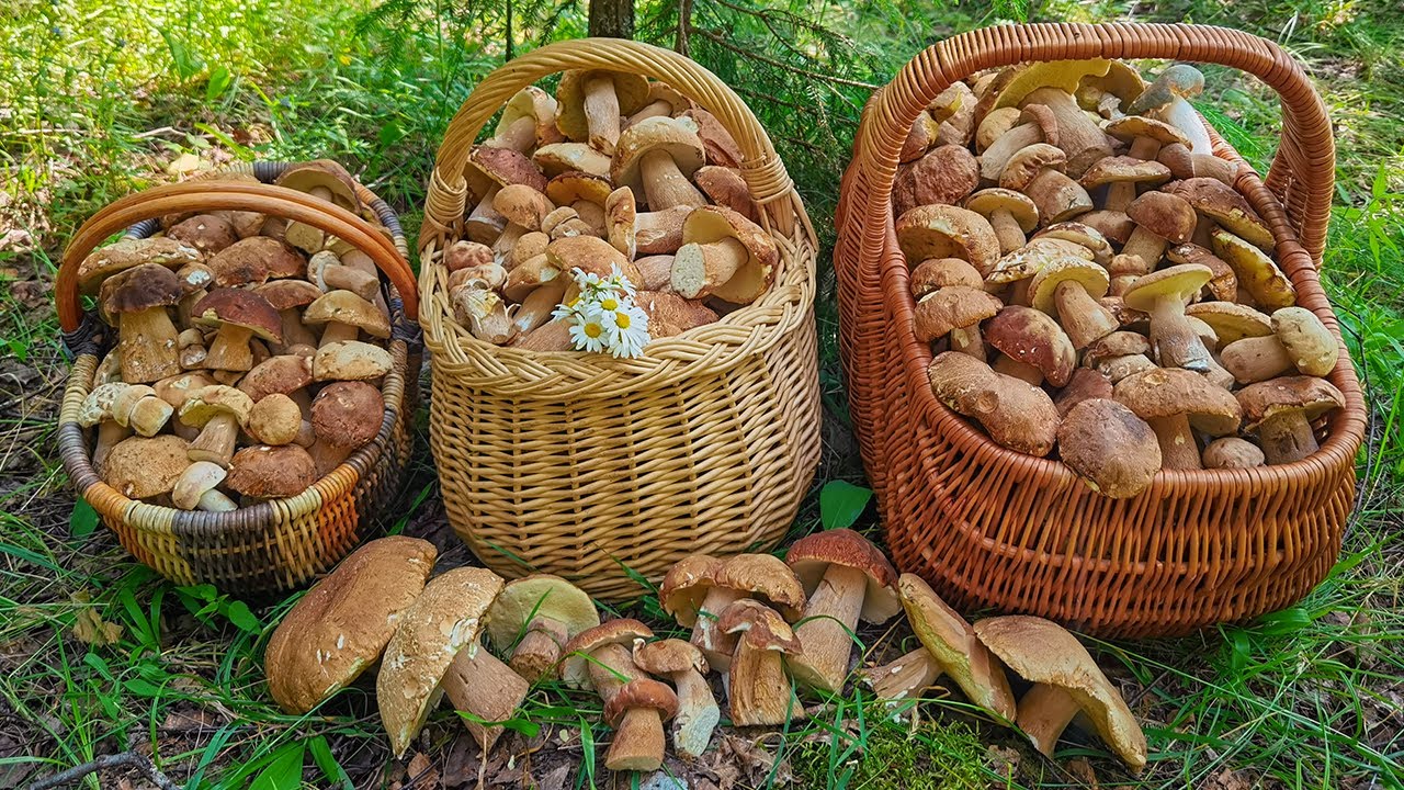 Грибы Курской Области Фото И Название