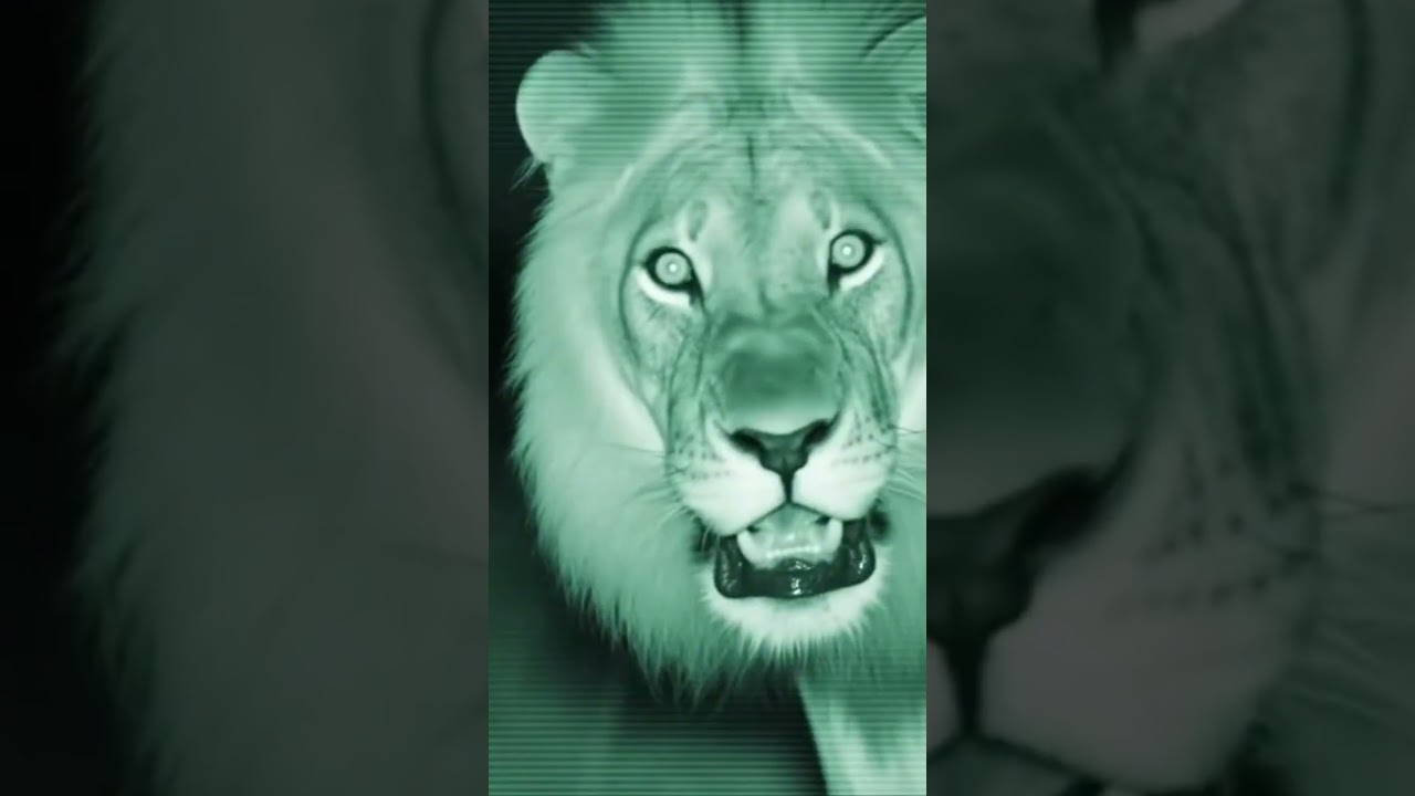 🦔 Porcupine vs Lion — Quills Strike! 🦁💥 