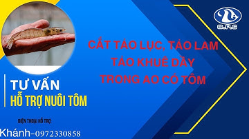 CẮT TẢO LỤC, TẢO GIÁP, TẢO KHUÊ DÀY TRONG AO CÓ TÔM | Phạm Khánh Official.