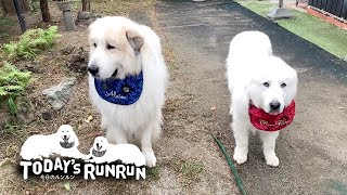 番犬を頼まれたのですぐ実行したルンルンとアランです　Great Pyrenees　グレートピレニーズ
