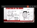Structure of an udder (Animal Reproduction) Grade 12 Agricultural Sciences