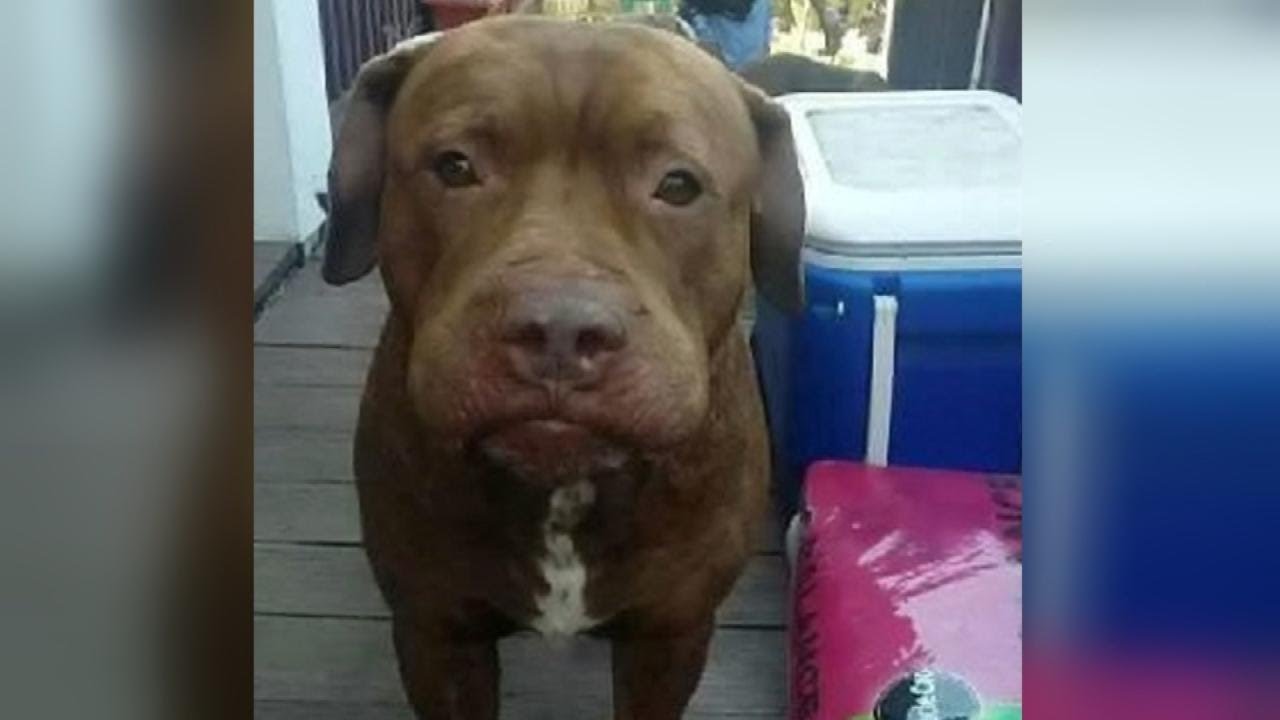 $3.5 million settlement in Ohio woman's dog mauling death