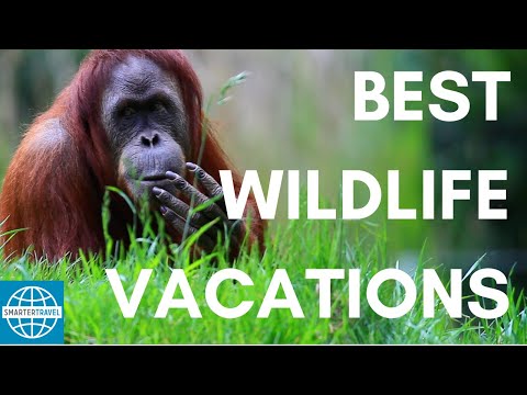 Video: 5 Summer Travel Ideas for Animal Lovers