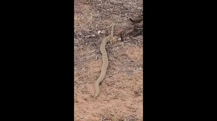 Mohave (Mojave) Green Rattlesnake on the porch. Fairview Valley Mojave Desert CA
