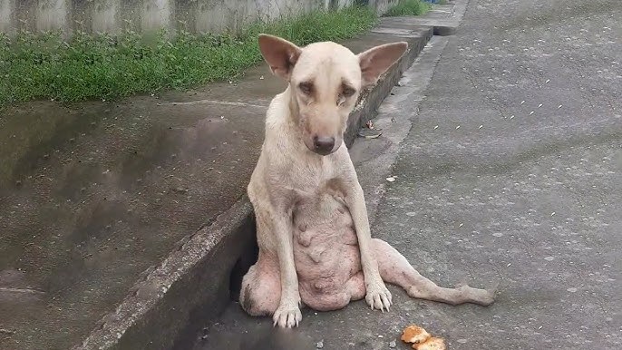 Deep Sad Eyes In Despair...She Screamed And Cried On The Street Begging For Help! - YouTube