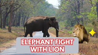 Elephant vs Lion Fight ! Lion Attack Elephant | Animals Wild Life