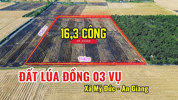 16 công lúa đồng 03 vụ, xã Mỹ Đức An Giang || Ivan Tùng || GIÁ TỐT || cách Tp Châu Đốc 10p