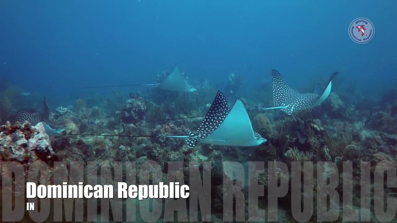 Scuba Diving in Bayahibe, Dominican Republic Spotted Eagle Rays YouTube