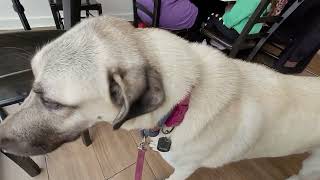 Mika the Kangal meets Pippen and wants to play. #kangal