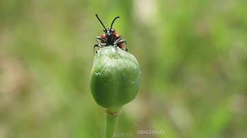How to change the iNaturalist default license to one that allows reuse in Wikimedia platforms