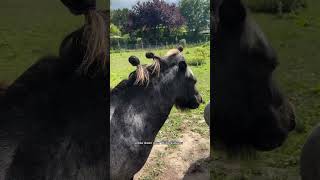 Download Lagu Ik wilde jullie graag voorstellen aan Mo, wel 4 dagen later dan gepland want t leven is soms druk, MP3