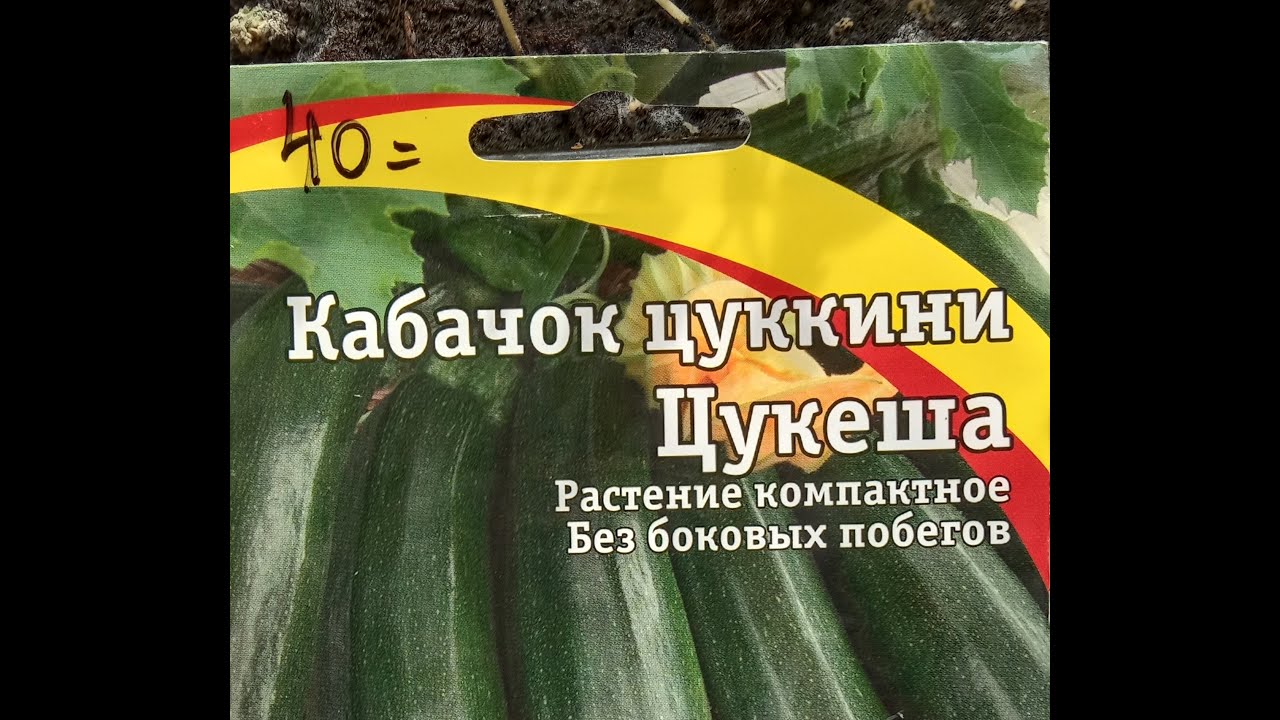 КАБАЧОК ЦУКИНИ ЦУКЕША. ОБЗОР. ОПИСАНИЕ. ХАРАКТЕРИСТИКА